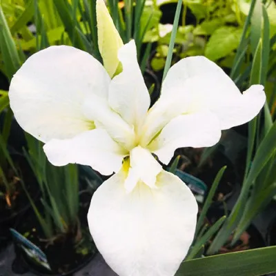 Ирис Siberica Dreaming Green фото