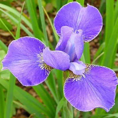 Ирис Sibirica Silver Edge фото