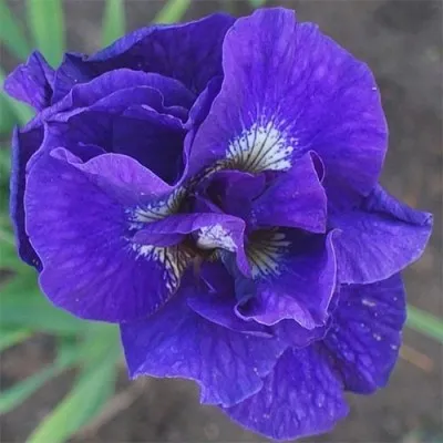 Ирис Sibirica Kabluey фото