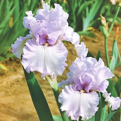 Ирис Silverado фото