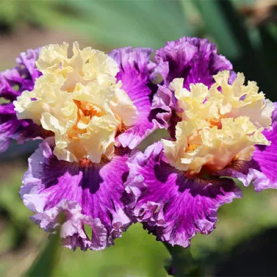Ирис Crowned In Glory фото