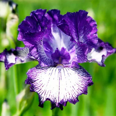 Ирис Thin Blue Line фото