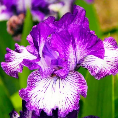 Ирис Thin Blue Line фото