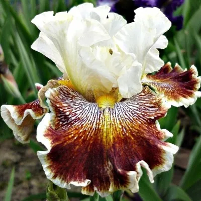 Ирис Variegated Wonder фото