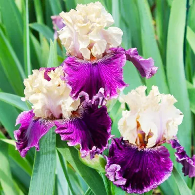 Ирис Viking Dancer фото