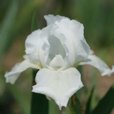 Ирис Pumila White Gem фото