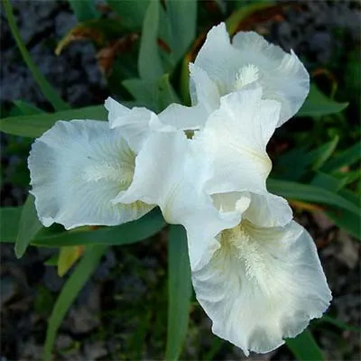 Ирис Pumila White Gem фото