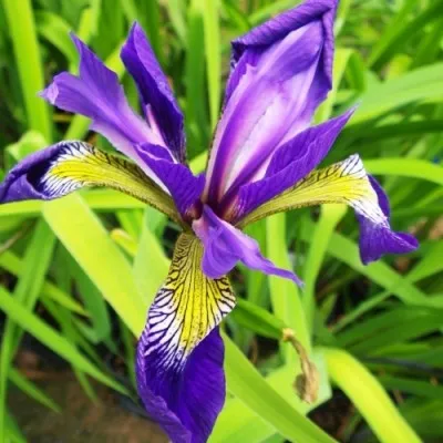 Ирис Versicolor Dark Aura фото