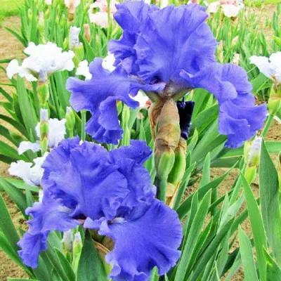 Ирис Yaquina Blue фото