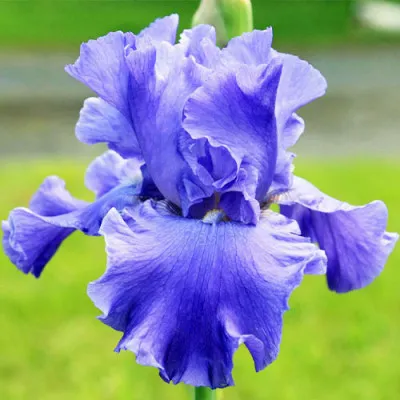 Ирис Yaquina Blue фото