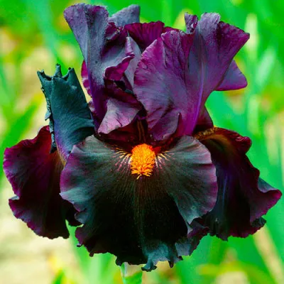 Ирис Dracula's Kiss фото