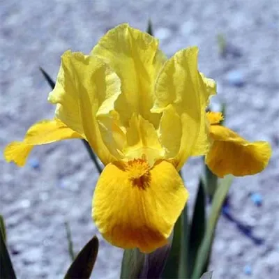 Ирис Pumila Gleaming Gold фото