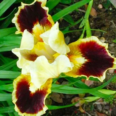 Ирис Pumila Jazzamatazz фото