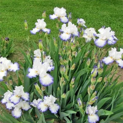 Ирис Queen's Circle фото