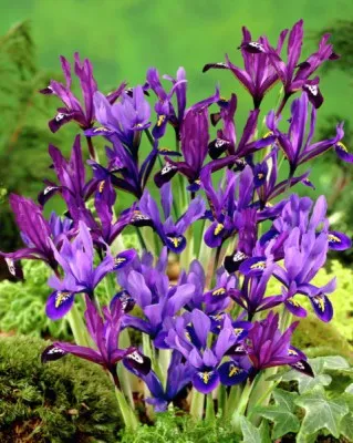 Ирис reticulata Mix 100 фото