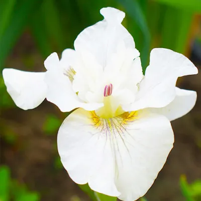 Ирис Siberica Not Quite White фото
