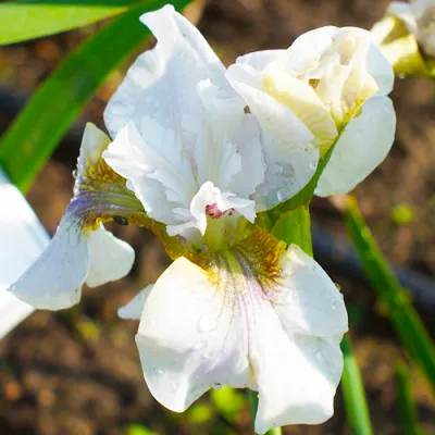Ирис Siberica Not Quite White фото