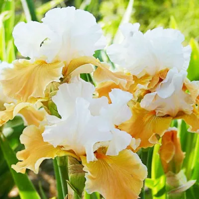 Ирис Apricot Frosty фото