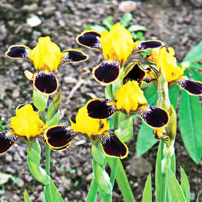 Ирис Bumblebee Deelite фото