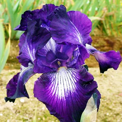 Ирис Exotic Star фото