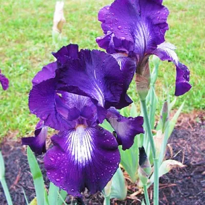 Ирис Exotic Star фото