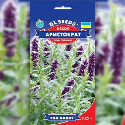 Иссоп Аристократ фото