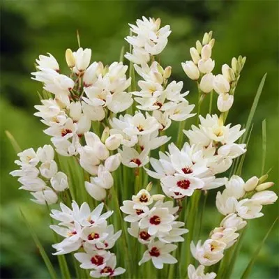 Иксия Giant фото
