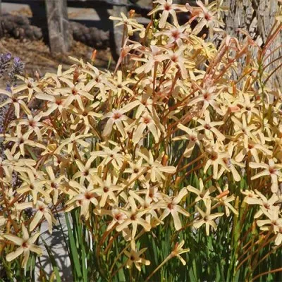 Иксия Paniculata Eos фото