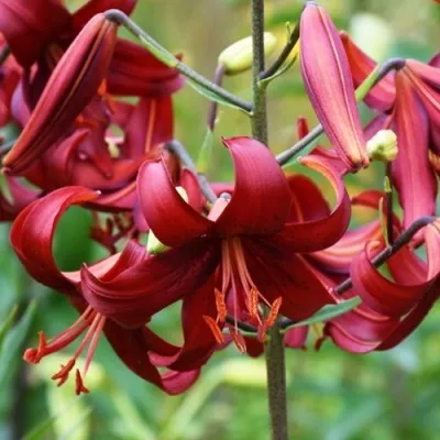 Набор лилий Red Velvet фото