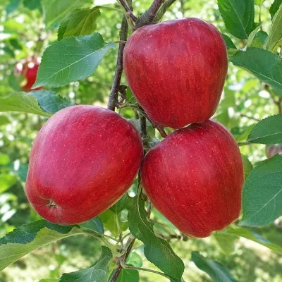 Яблоня Моди (Большие плоды) фото