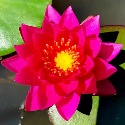 Кувшинка James Brydon фото