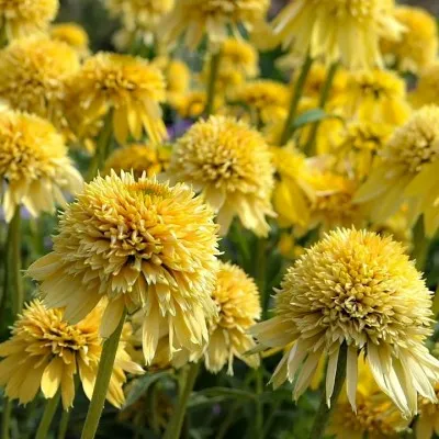 Эхинацея Eccentric Yellow фото