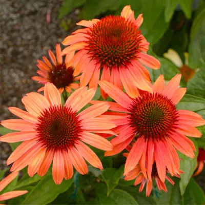 Эхинацея Prairie Blaze Orange Sunset фото