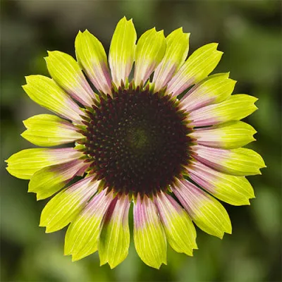 Эхинацея Prairie Blaze Vintage Lime фото