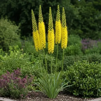Эремурус Cleopatra Yellow фото