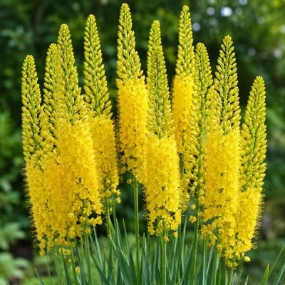 Эремурус Cleopatra Yellow фото