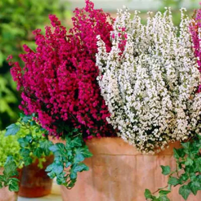 Эрика Red and White фото
