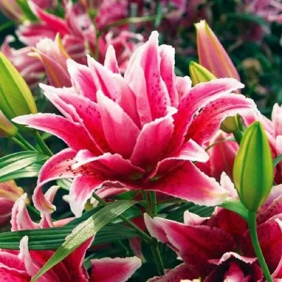 Лилия Roselily Thalita фото