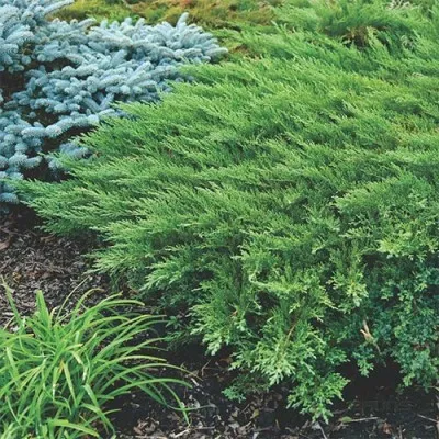 Можжевельник Rockery Gem фото