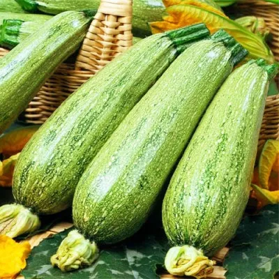 Кабачок цуккини Нимба фото