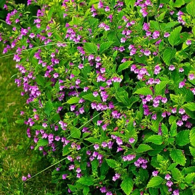 Каламинта Grandiflora фото