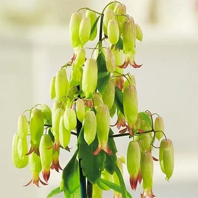 Каланхое Magic Bells фото