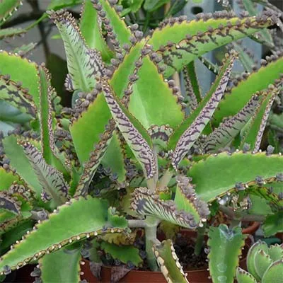 Каланхое Daigremontiana фото