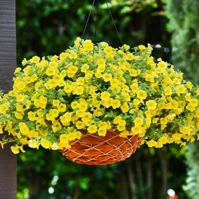 Калибрахоа MF True Yellow фото