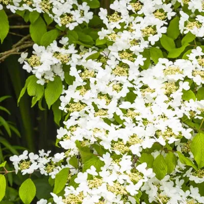 Калина Summer Snowflake фото