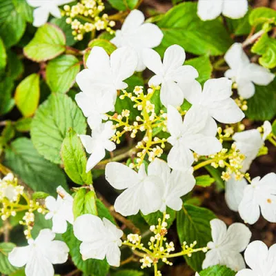 Калина Summer Snowflake фото
