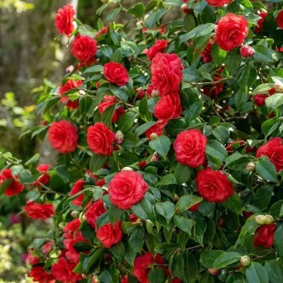 Камелия Margherita Coleoni фото
