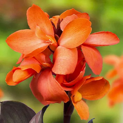 Канна CannaSol Happy Wilma фото
