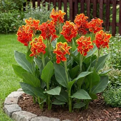 Канна Golden Flame фото