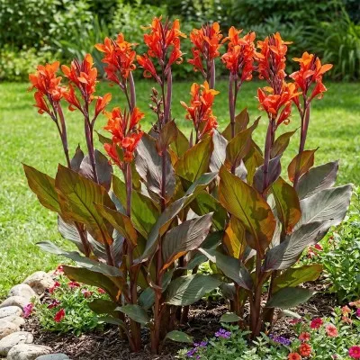 Канна Red Stripe фото